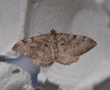 Scarce Tissue (Rheumaptera cervinalis)