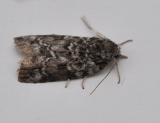 Seljeviklerfly (Nycteola degenerana)