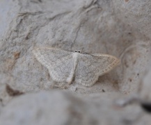 Cream Wave (Scopula floslactata)