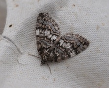 May Highflyer (Hydriomena impluviata)