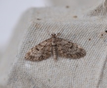 Grandvergmåler (Eupithecia tantillaria)