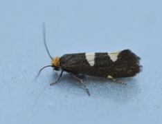 Currant-shoot Borer (Lampronia capitella)