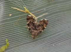 Neslebredmøll (Anthophila fabriciana)