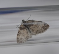 The Seraphim (Lobophora halterata)
