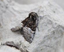 Nut-tree Tussock (Colocasia coryli)