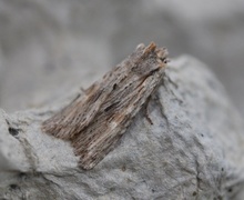 Brunt kappefly (Lithophane socia)