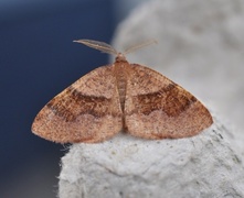 Barred Umber (Plagodis pulveraria)