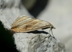 Garden Pebble (Evergestis forficalis)