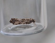 Penselkjukemøll (Morophaga choragella)