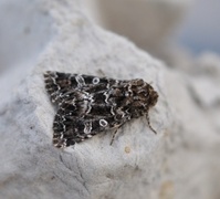 Brunt nellikfly (Hadena perplexa)