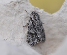 Broket kveldfly (Acronicta auricoma)