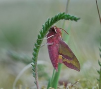 Small Elephant Hawk-moth (Deilephila porcellus)