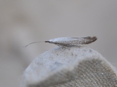 White Sallow Case-bearer (Coleophora albidella)
