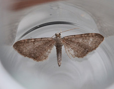 Vendelrotdvergmåler (Eupithecia valerianata)