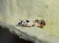 Marbled Bell (Eucosma campoliliana)