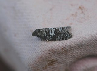 Spraglet gråvikler (Cnephasia asseclana)