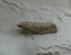 Great Bell (Epiblema grandaevana)