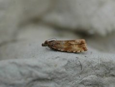 Thyme Marble (Celypha cespitana)