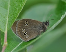 Gullringvinge (Aphantopus hyperantus)