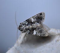 Marbled Coronet (Hadena confusa)