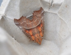 Flikfly (Scoliopteryx libatrix)