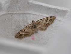 Strekdvergmåler (Eupithecia exiguata)