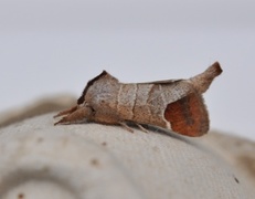 Rødflekkstjertspinner (Clostera curtula)