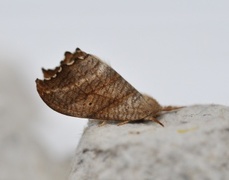 Scalloped Hook-tip (Falcaria lacertinaria)
