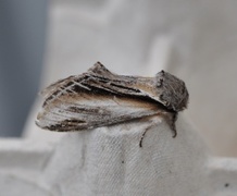 Swallow Prominent (Pheosia tremula)