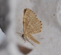 Dingy Shell (Euchoeca nebulata)