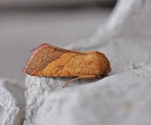 Gullfagerfly (Pyrrhia umbra)