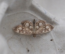 Elder Pearl (Anania coronata)