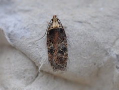 Sallow Flat-body (Agonopterix conterminella)