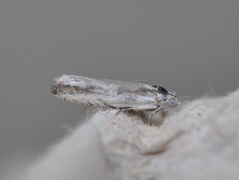 Hvit engvikler (Eucosma lacteana)