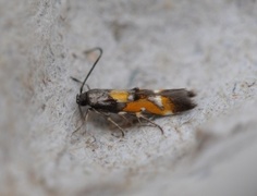 Red Cosmet (Mompha locupletella)