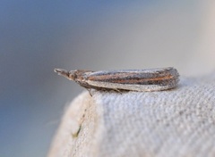 Sandhill Knot-horn (Anerastia lotella)