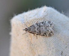 Barkmosemott (Eudonia truncicolella)