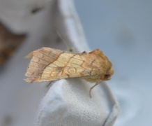 Gullfagerfly (Pyrrhia umbra)