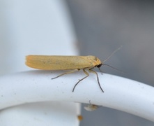 Gul lavspinner (Eilema lutarella)