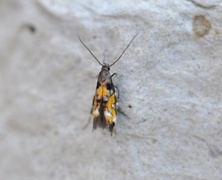 Red Cosmet (Mompha locupletella)