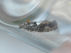 Diamond-back Marble (Eudemis profundana)