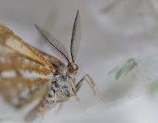 Bordered White (Bupalus piniaria)