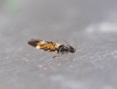 Red Cosmet (Mompha locupletella)