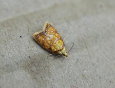 Yellow Rose Button (Acleris bergmanniana)