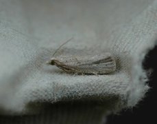 Great Bell (Epiblema grandaevana)