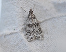 Ground-moss Grey (Eudonia truncicolella)