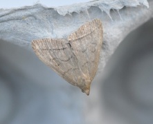 The Fan-foot (Herminia tarsipennalis)