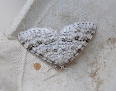 Welsh Wave (Venusia cambrica)