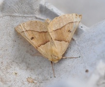 Bølgemåler (Crocallis elinguaria)