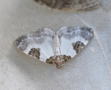 Blue-bordered Carpet (Plemyria rubiginata)